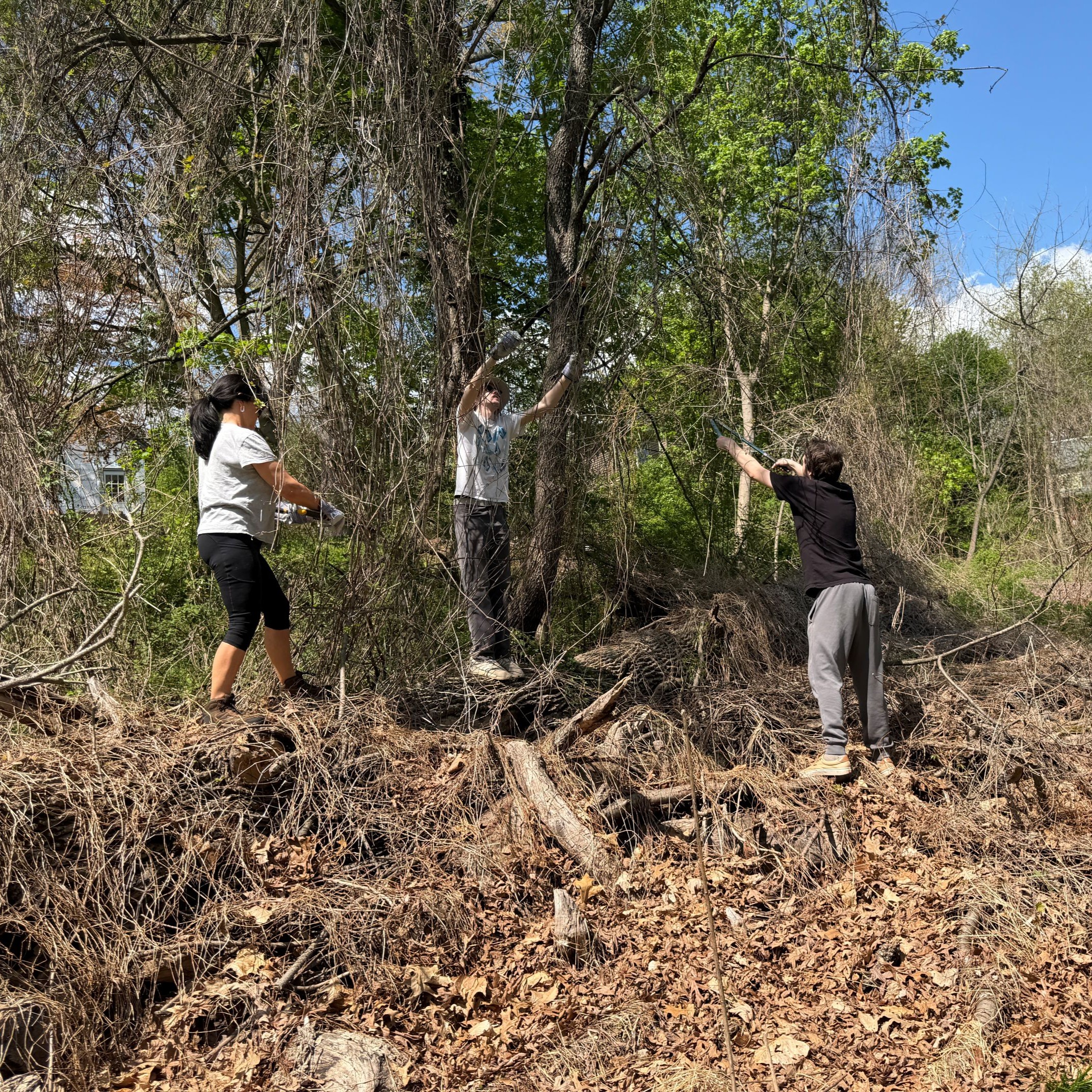 CRC Tree Planting 4